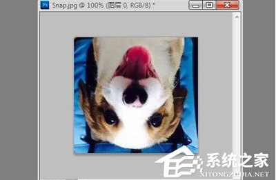 ps怎么旋轉圖片？Photoshop旋轉圖片教程