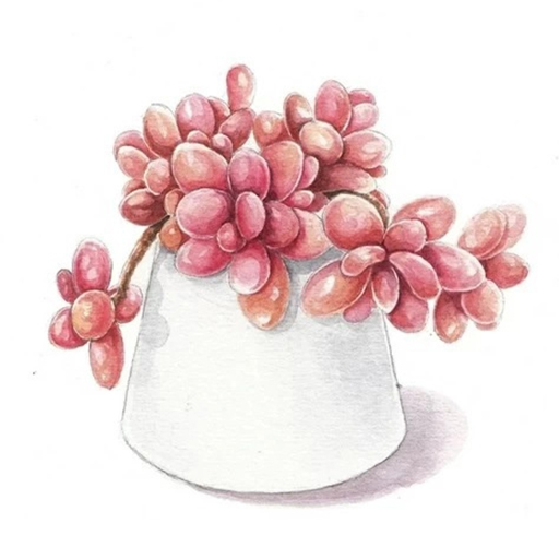 多肉花草日記APP